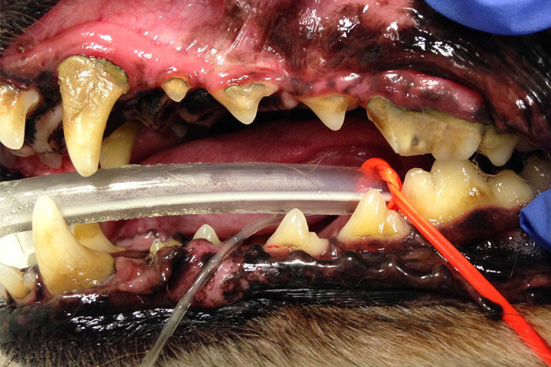 kyst Skriv en rapport crack Tandbehandling af hunde, katte og gnavere - Støvring Dyreklinik
