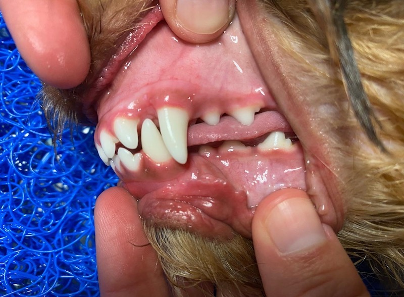 Tandbehandling hunde, gnavere - Støvring Dyreklinik