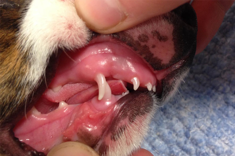 Tandbehandling hunde, gnavere - Støvring Dyreklinik