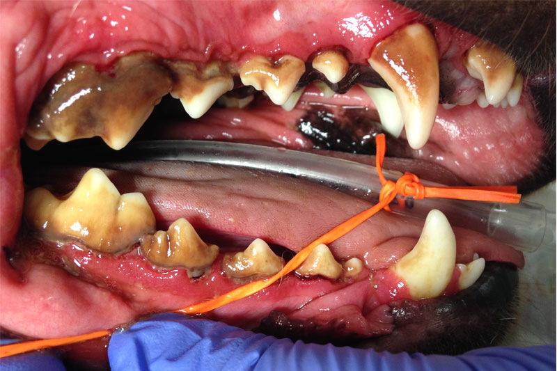 Tandsten, tandkødsbetændelse og parodontose - Sund mund til din hund og kat - Dyreklinik