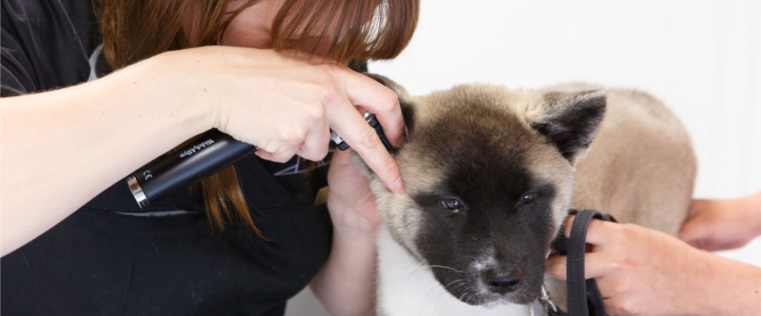 Vaccination af hund kat - Støvring Dyreklinik