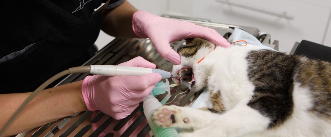 Moske lommetørklæde Pilgrim Tandbehandling af hunde, katte og gnavere - Støvring Dyreklinik